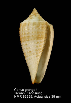 Conus grangeri (3).jpg - Conus grangeri G.B.Sowerby,1900